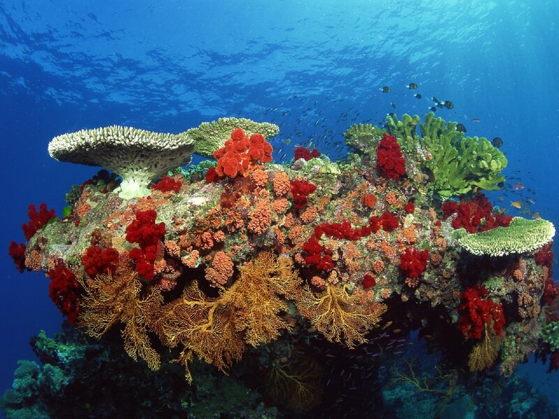 Colorful coral reef underwater