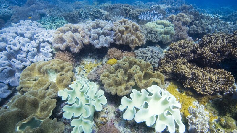 Colorful coral reef underwater