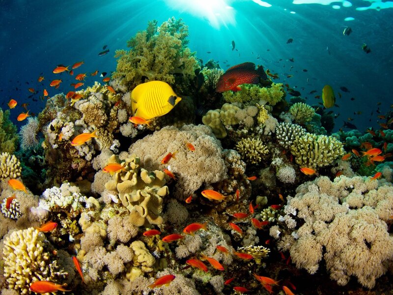 Colorful coral reef underwater