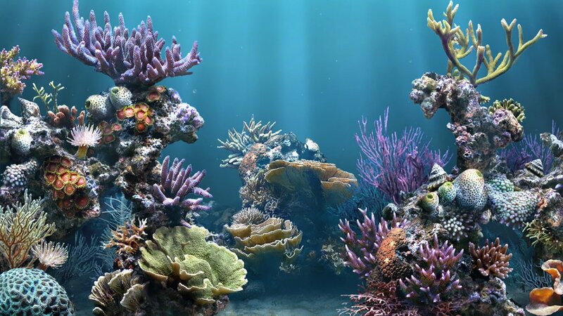 colorful coral reef underwater