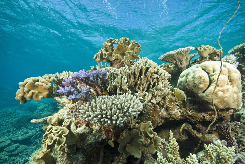 Colorful coral reef underwater