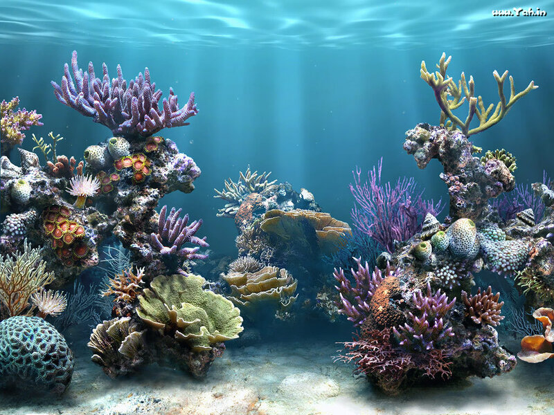 Colorful coral reef underwater