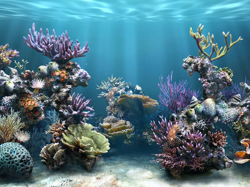 Colorful coral reef underwater
