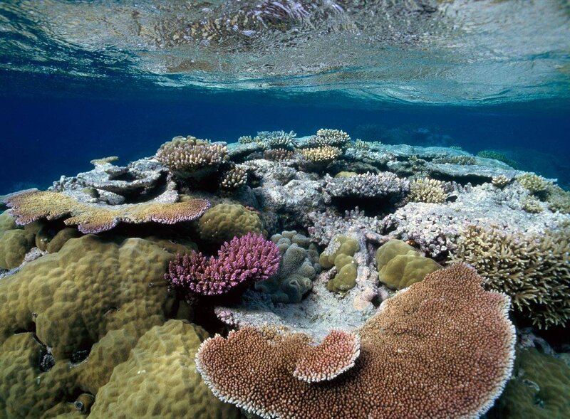 Colorful coral reef underwater