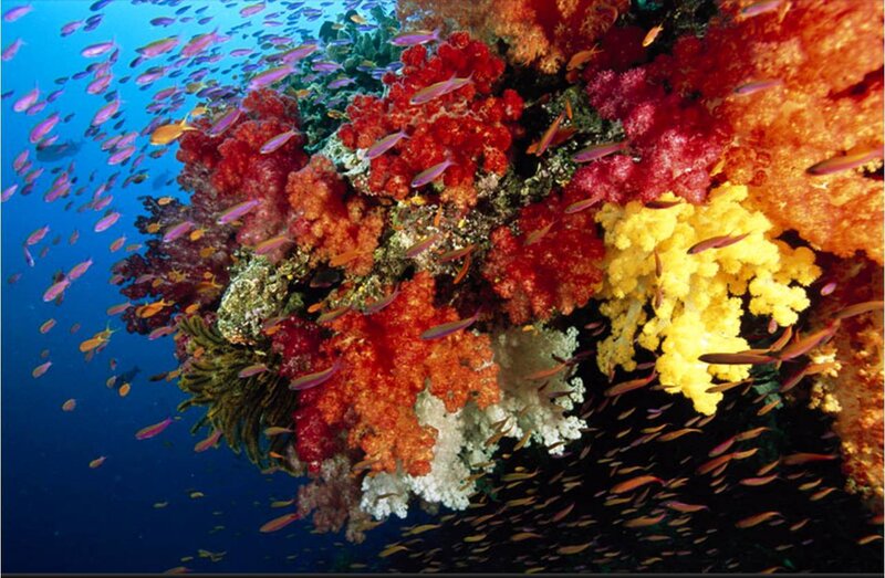 Colorful coral reef underwater