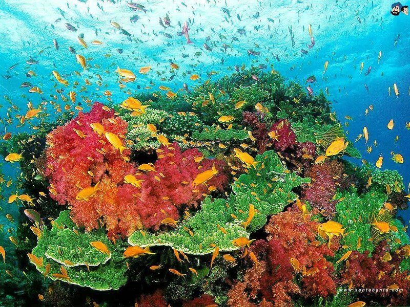 Colorful coral reef underwater