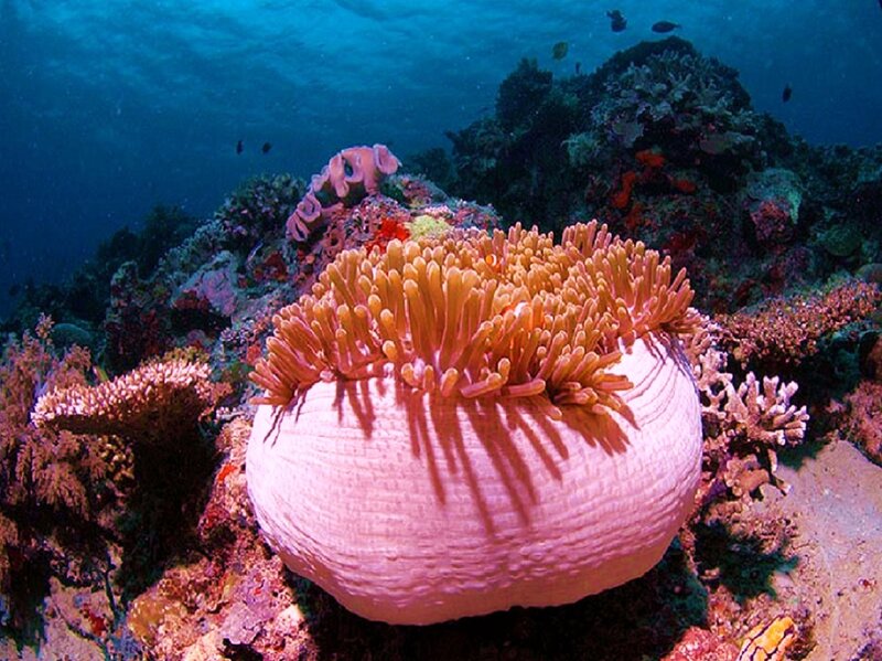 Colorful coral reef underwater