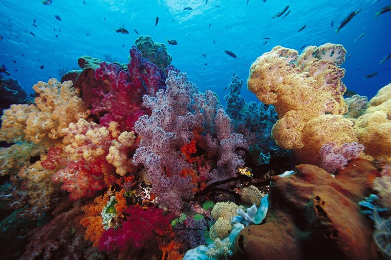 Colorful coral reef underwater
