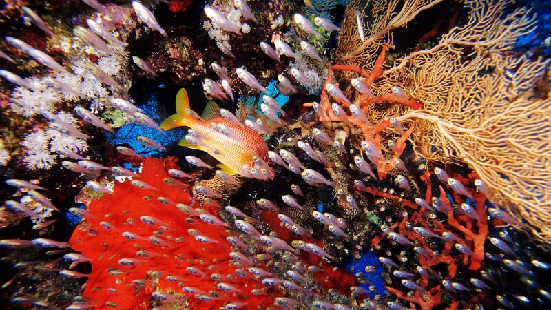 Colorful coral reef with fish