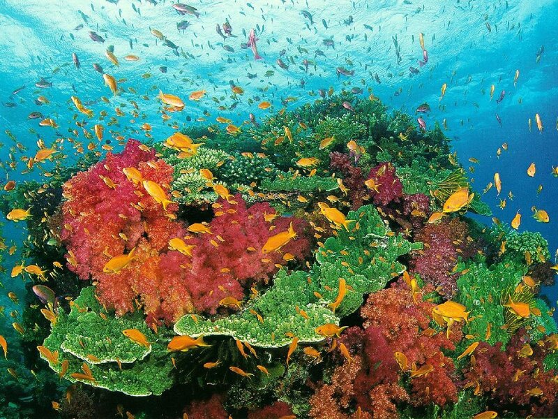 Colorful coral reef with fish