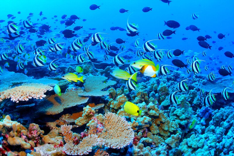 Colorful coral reef with fish