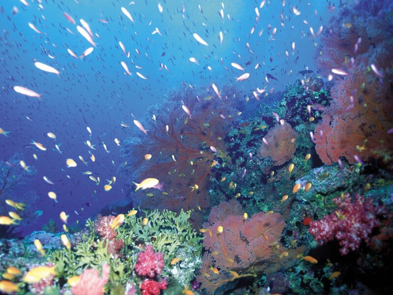 Colorful coral reef with fish