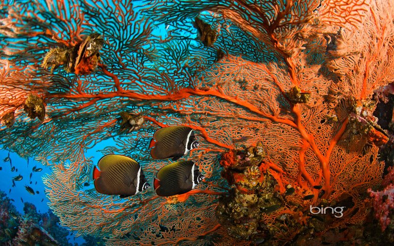 Colorful coral reef with fish