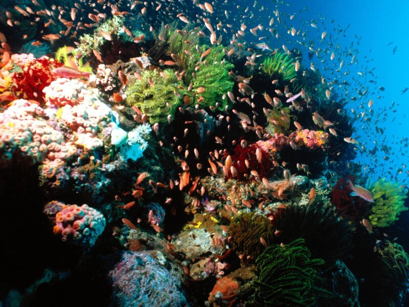 Colorful coral reef with fish