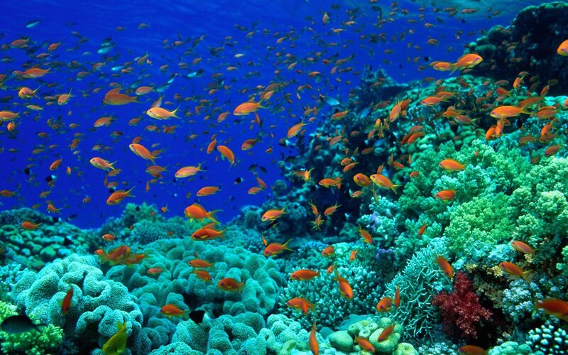 Colorful coral reef with fish