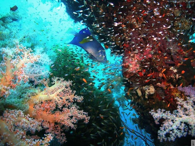 Colorful coral reef with fish