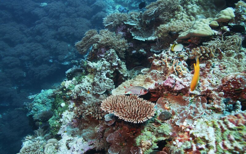 Colorful coral reef with fish