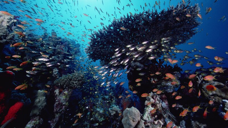Colorful coral reef with fish
