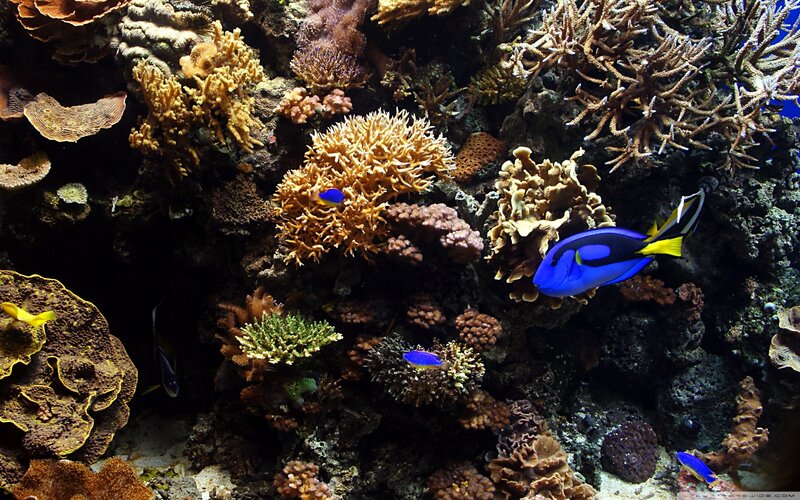 Colorful coral reef with fish