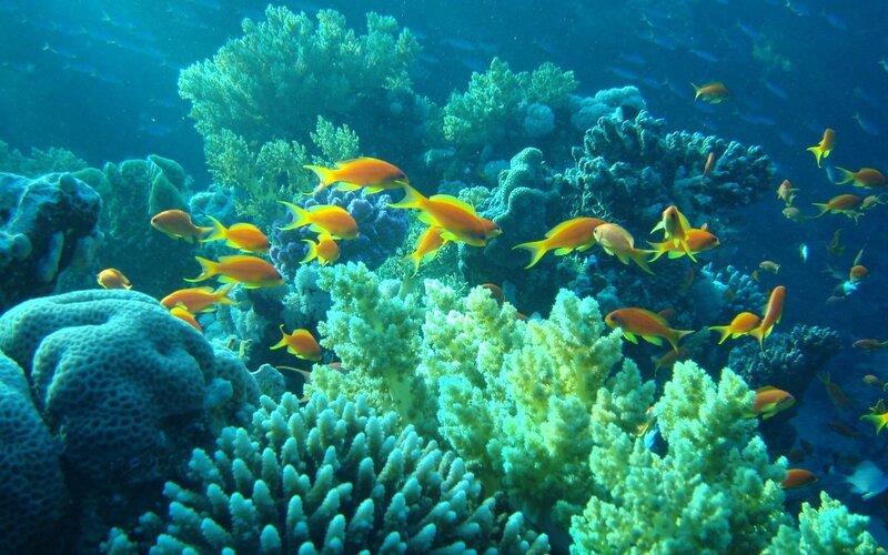 Colorful coral reef with fish