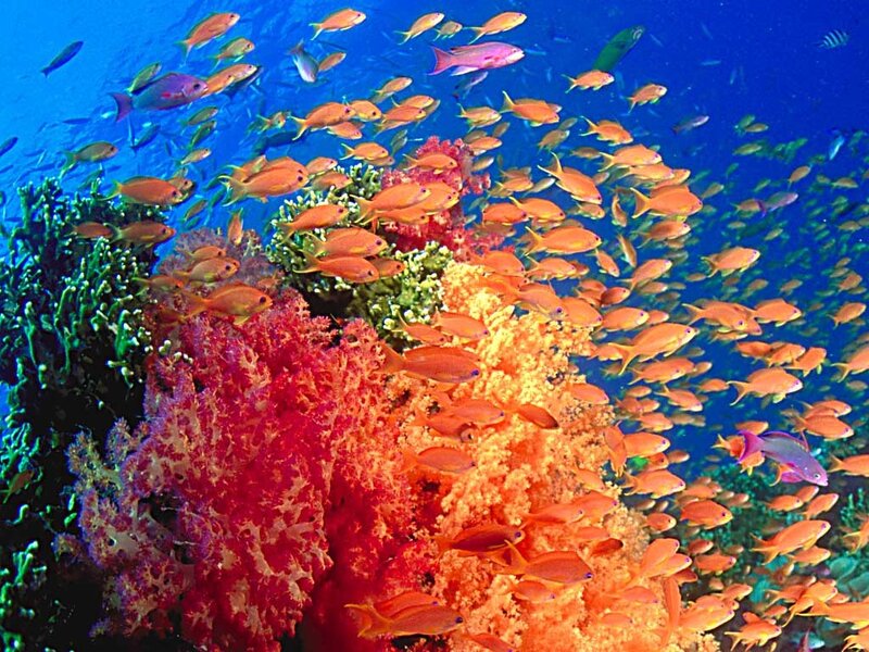 Colorful coral reef with fish