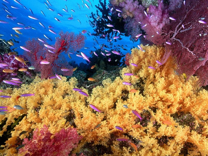 Colorful coral reef with fish