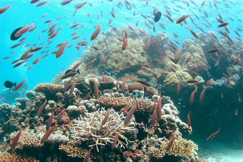 Colorful coral reef with fish