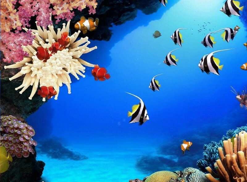 Colorful coral reef with fish