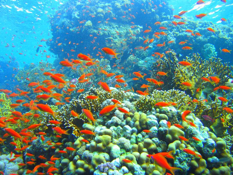Colorful coral reef with fish