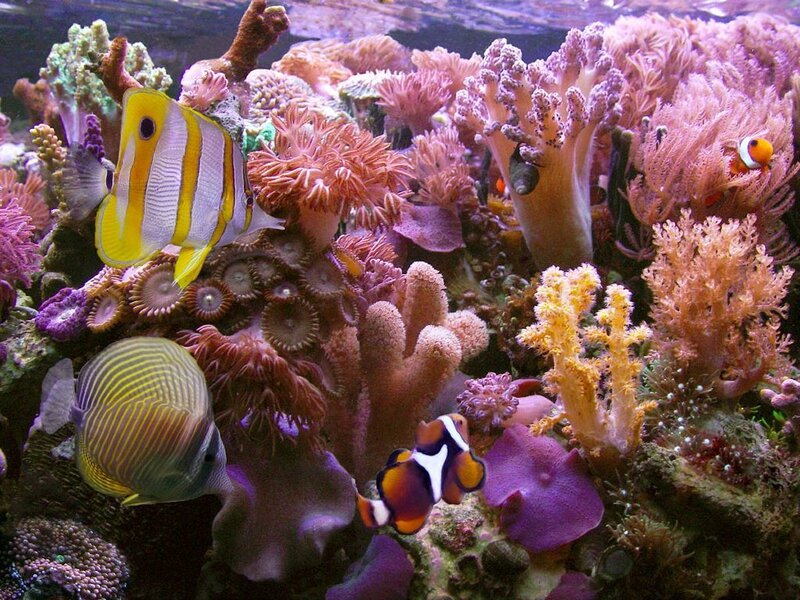 Colorful coral reef with fish
