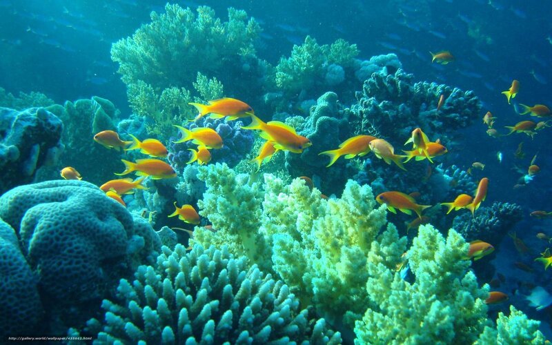 Colorful coral reef with fish