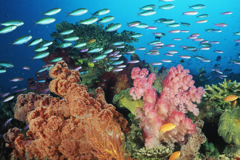 Colorful coral reef with fish