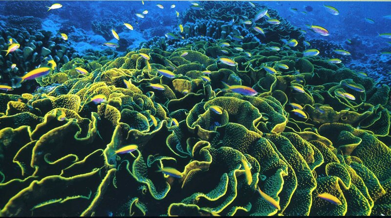 Colorful coral reef with fish