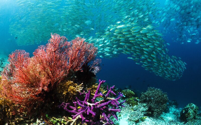 Colorful coral reef with fish school