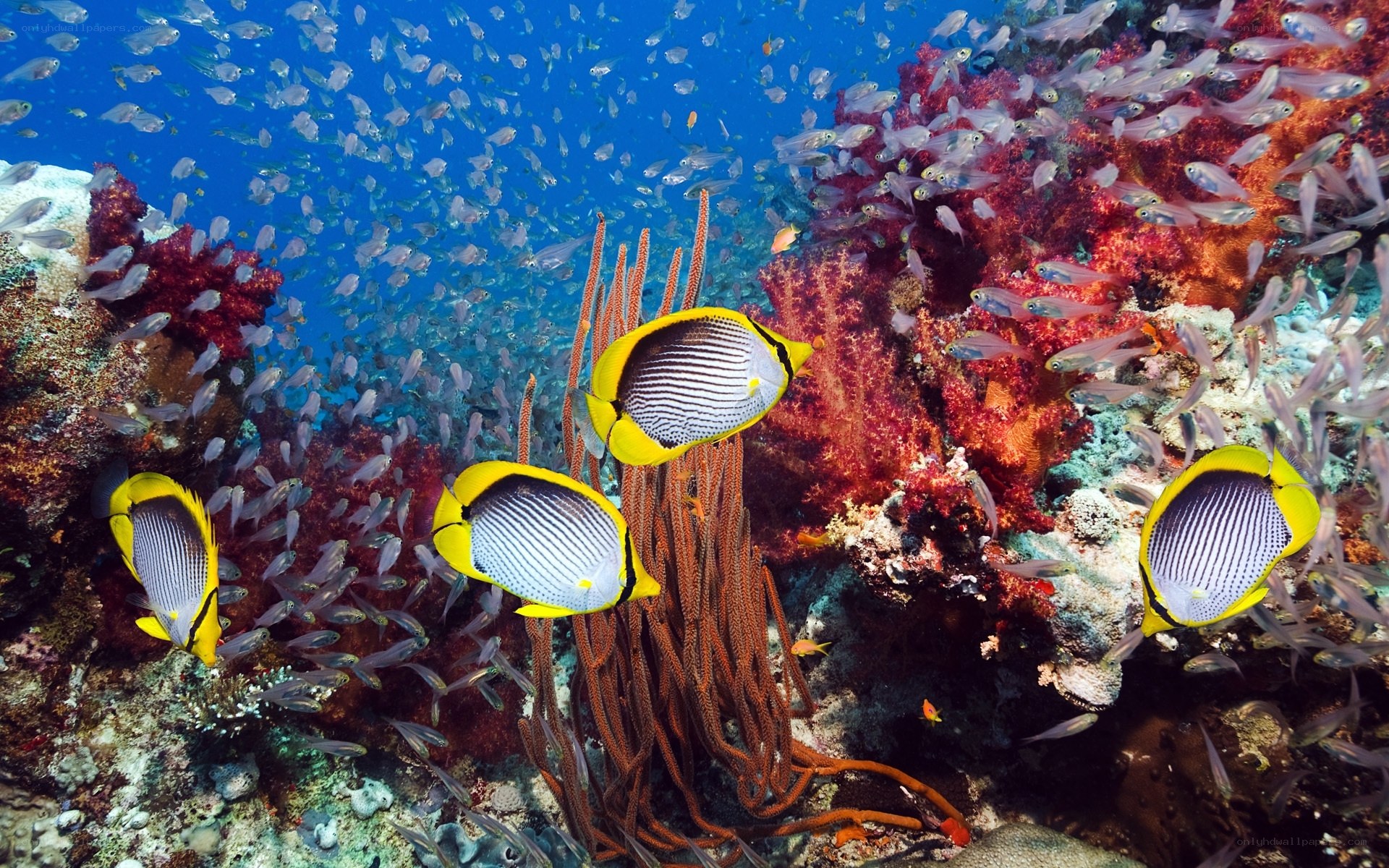 Colorful coral reef with fish