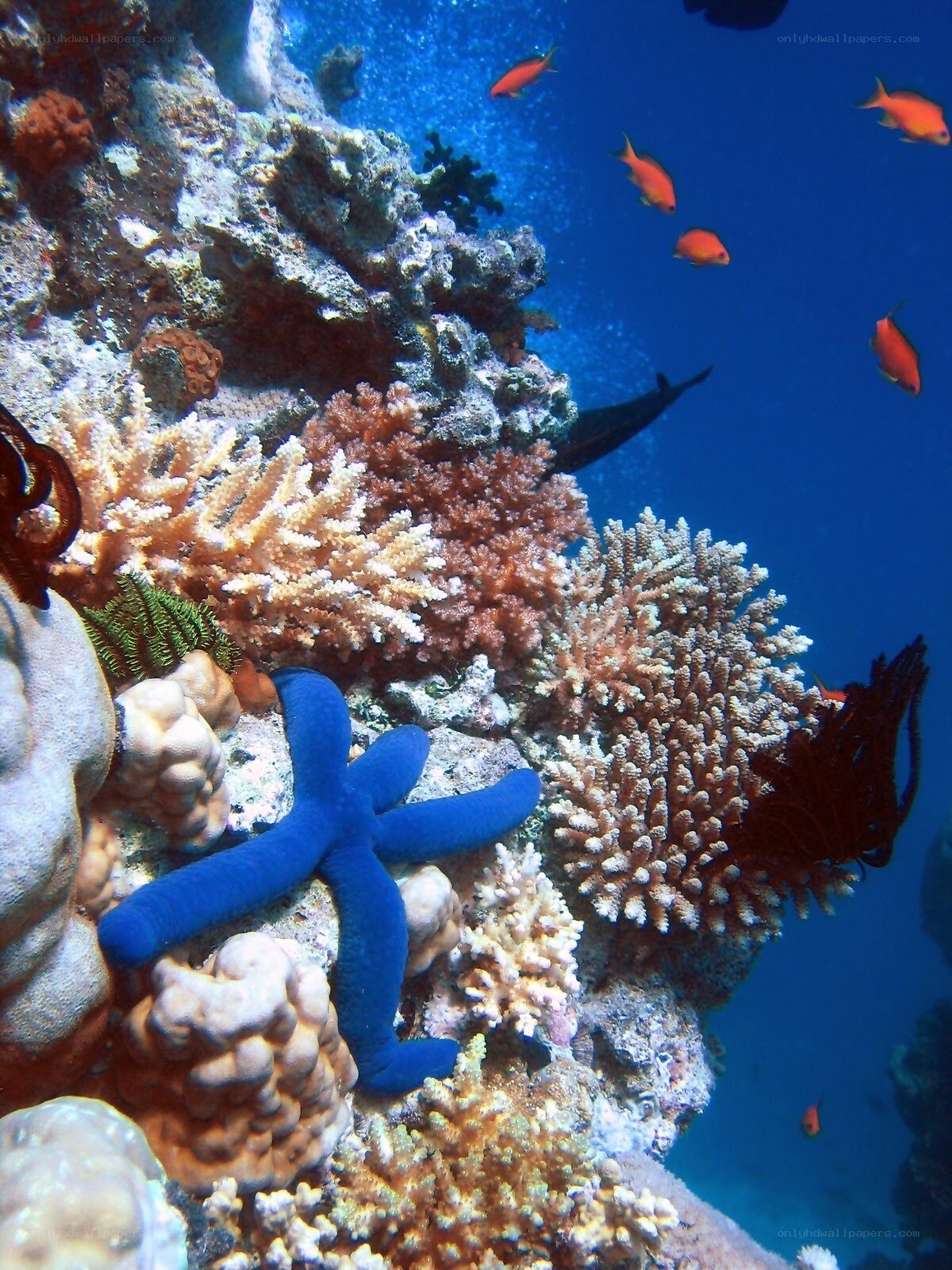 Colorful coral reef with starfish