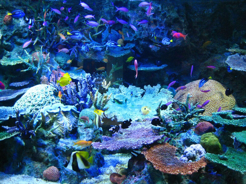 Colorful coral reef with tropical fish