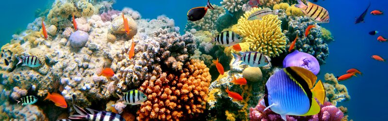 Colorful coral reef with tropical fish