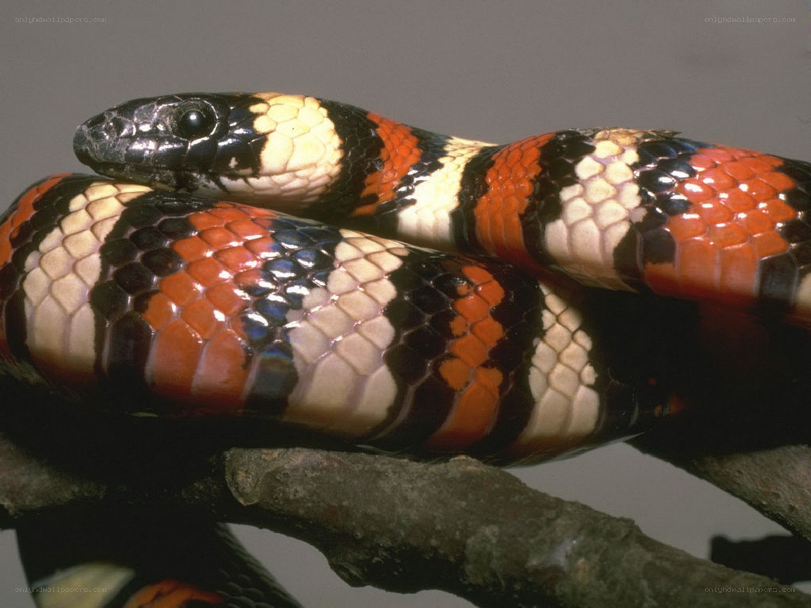 colorful coral snake