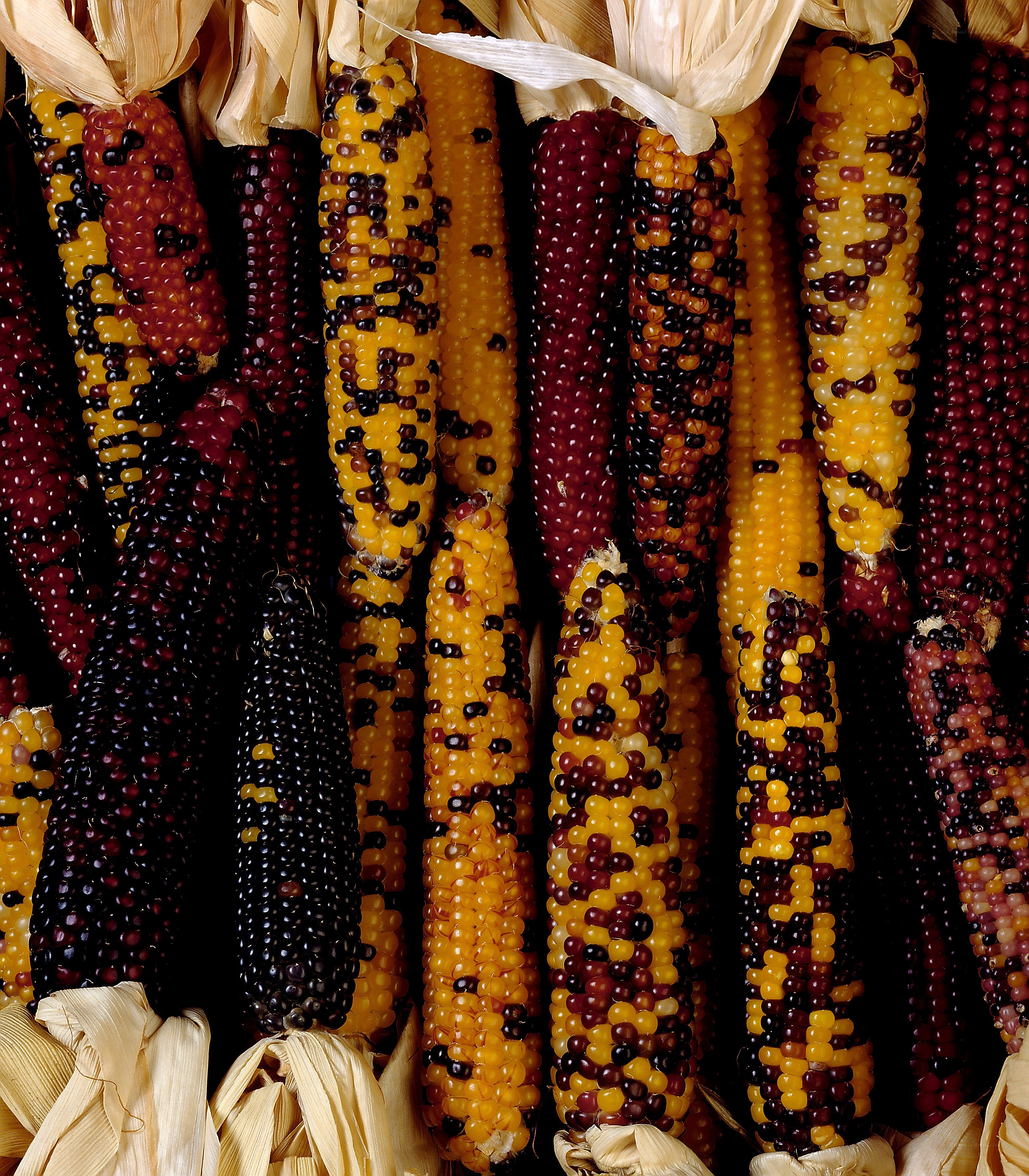Colorful corn cobs