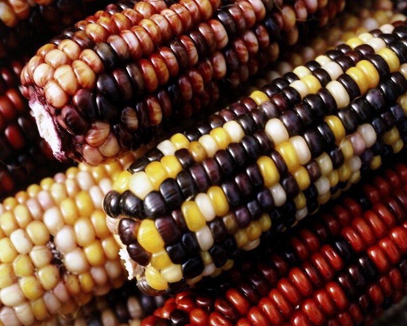 Colorful corn cobs