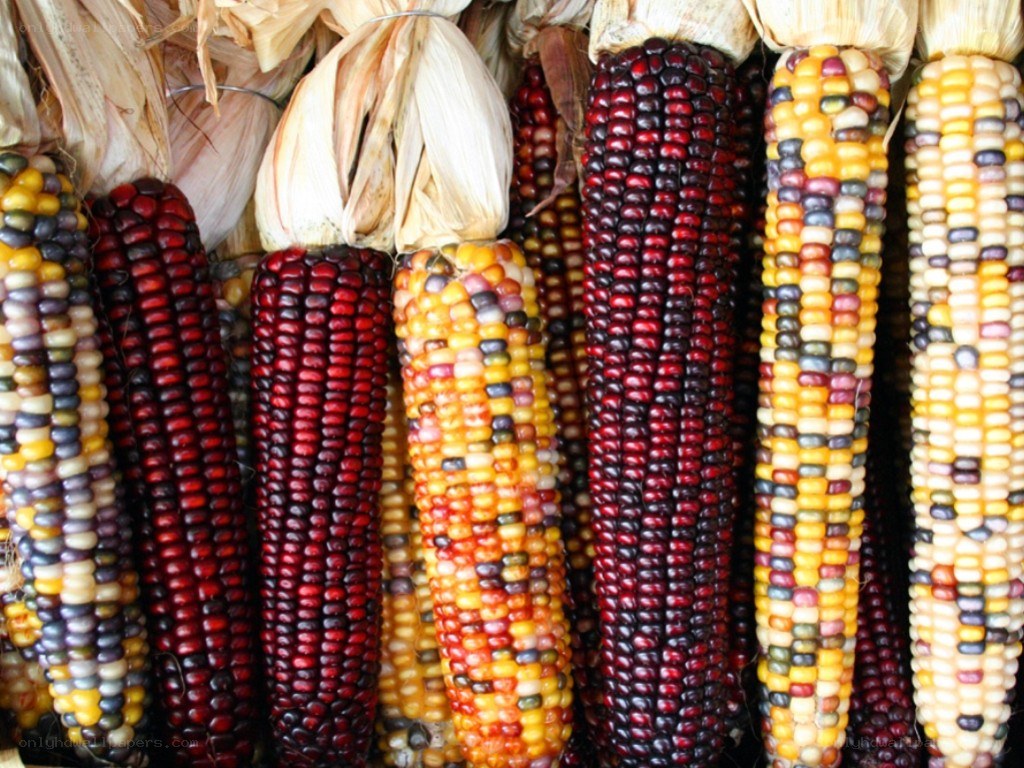 Colorful corn cobs in display