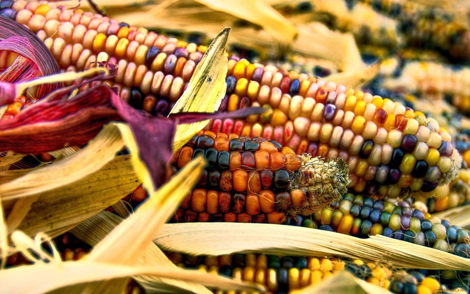Colorful corn cobs in harvest