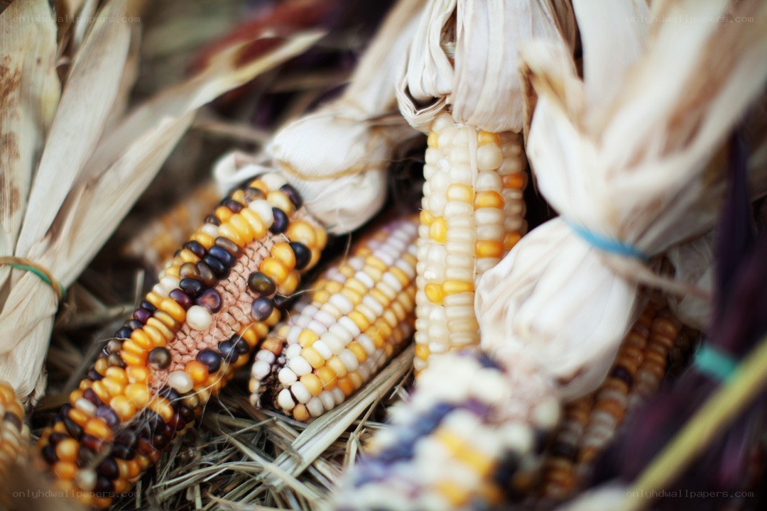 Colorful corn cobs in husks