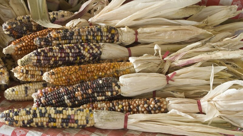 Colorful corn cobs on display