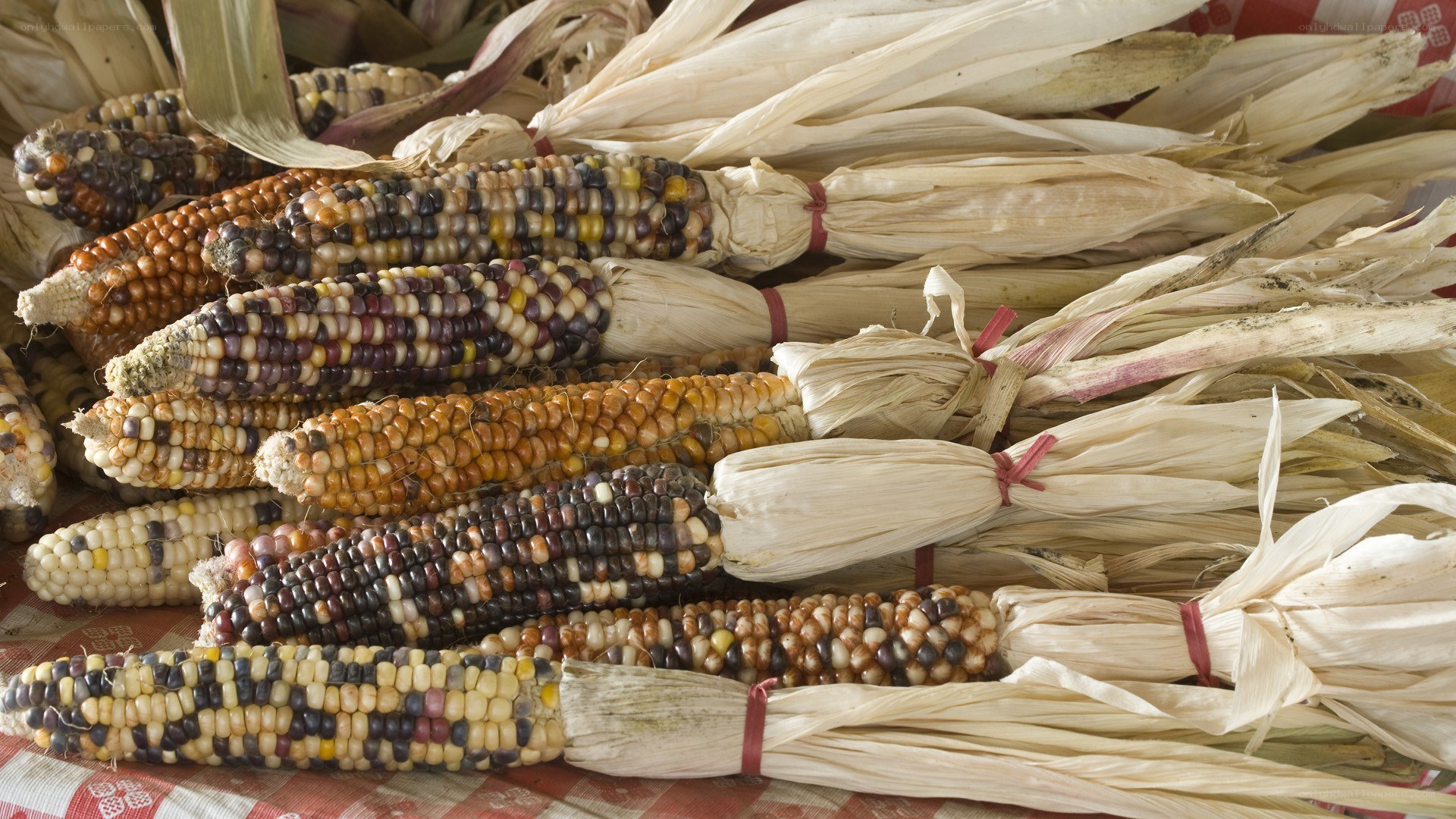 Colorful corn cobs on display