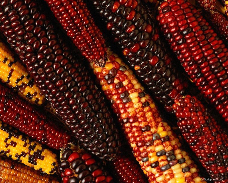 Colorful Corn Cobs — Red