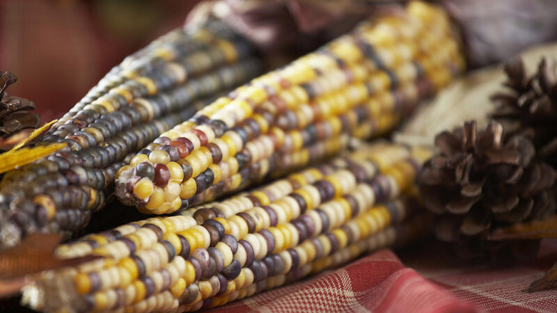 Colorful Corn Cobs — Yellow, Autumnal