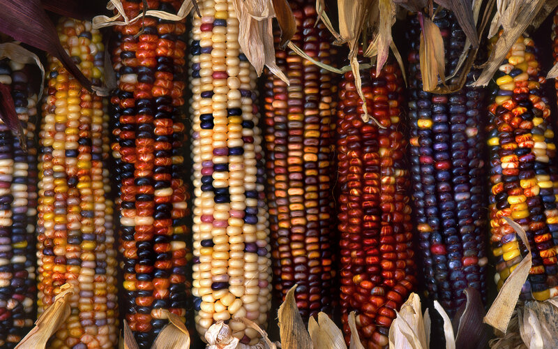 Colorful Corn Cobs — Yellow, Natural, Photograph