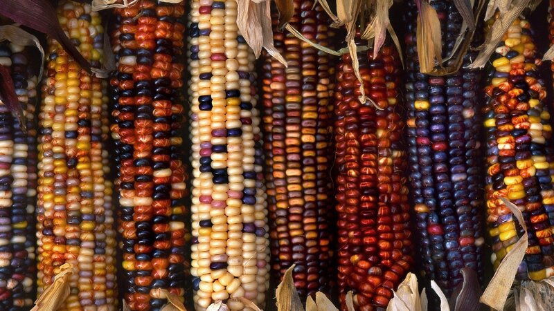 Colorful Corn Cobs — Yellow, Natural